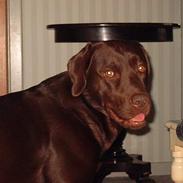 Labrador retriever Cornelius