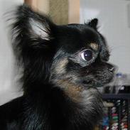 Chihuahua Pjuske  
