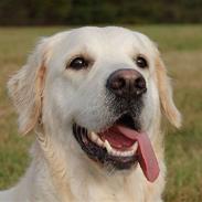 Golden retriever Grejsdalen Luna