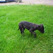 Amerikansk staffordshire terrier bagea