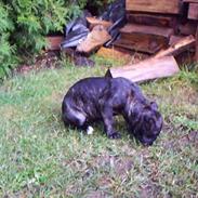 Amerikansk staffordshire terrier bagea