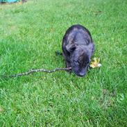 Amerikansk staffordshire terrier bagea