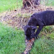 Amerikansk staffordshire terrier bagea