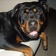 Rottweiler EMMA