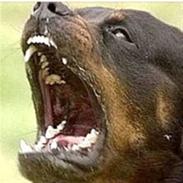 Rottweiler Hamida