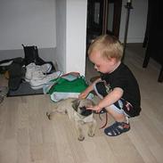 Mops victor kongsgaard