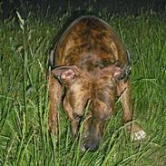Amerikansk staffordshire terrier Cody HimmelHund