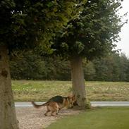 Schæferhund kato