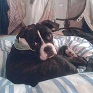 Blanding af racer Minnette