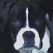 Blanding af racer Minnette