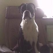 Blanding af racer Minnette