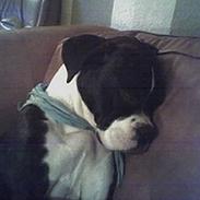 Blanding af racer Minnette