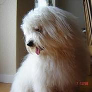 Coton de tulear Bobby 