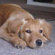 Golden retriever Cuba<3