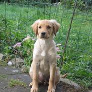 Golden retriever Cuba<3