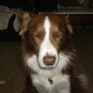 Border collie rex