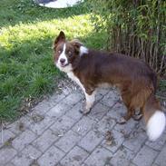 Border collie rex