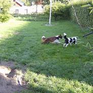 Border collie rex