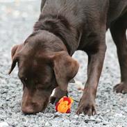 Labrador retriever Tigi