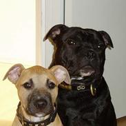 Staffordshire bull terrier Cani