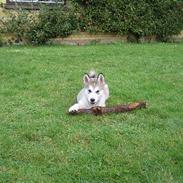 Alaskan malamute Chewie **Død feb 07**