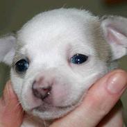 Chihuahua Barbie-Chanel