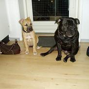 Staffordshire bull terrier Cani