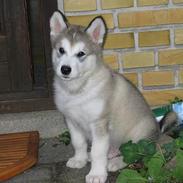 Alaskan malamute Chewie **Død feb 07**