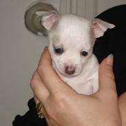 Chihuahua Barbie-Chanel