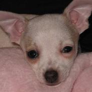 Chihuahua Barbie-Chanel