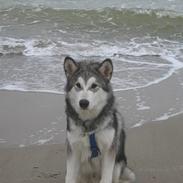 Alaskan malamute Chewie **Død feb 07**