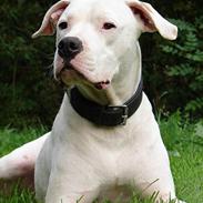 Dogo argentino loco