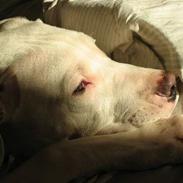 Dogo argentino loco