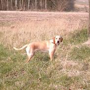 Labrador retriever Tea