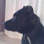 Amerikansk staffordshire terrier +max+