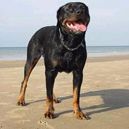 Rottweiler Muddi