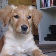 Golden retriever Cuba<3