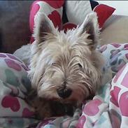 West highland white terrier felix