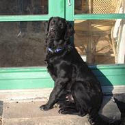 Blanding af racer Tjalfe