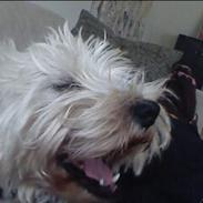 West highland white terrier felix