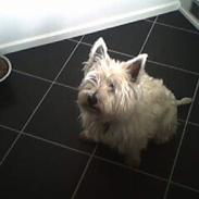 West highland white terrier felix