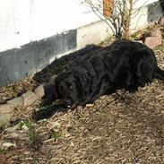 Blanding af racer Tjalfe