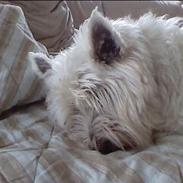 West highland white terrier felix