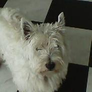 West highland white terrier felix
