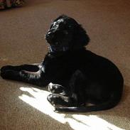 Blanding af racer Tjalfe