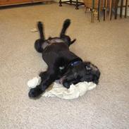 Blanding af racer Tjalfe