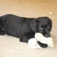 Blanding af racer Tjalfe