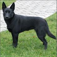 Australsk kelpie Skovfarmen´s Alabama