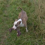 Amerikansk staffordshire terrier nala