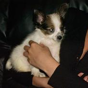 Papillon Gizmo